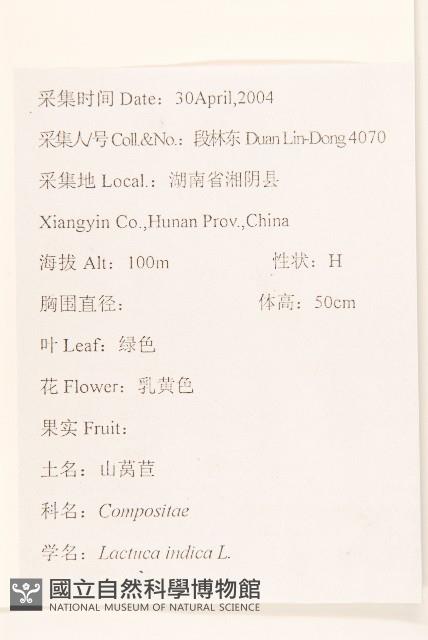 鵝仔草藏品圖，第2張