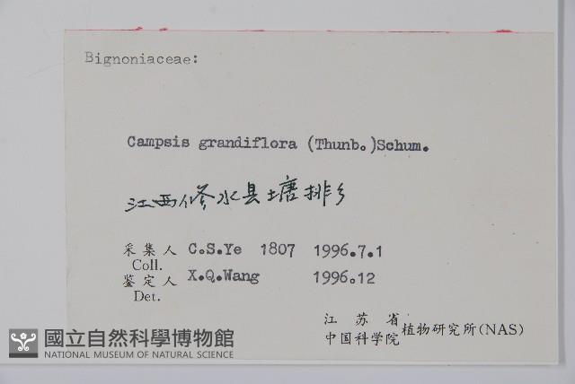 紫葳, 凌霄花藏品圖，第2張