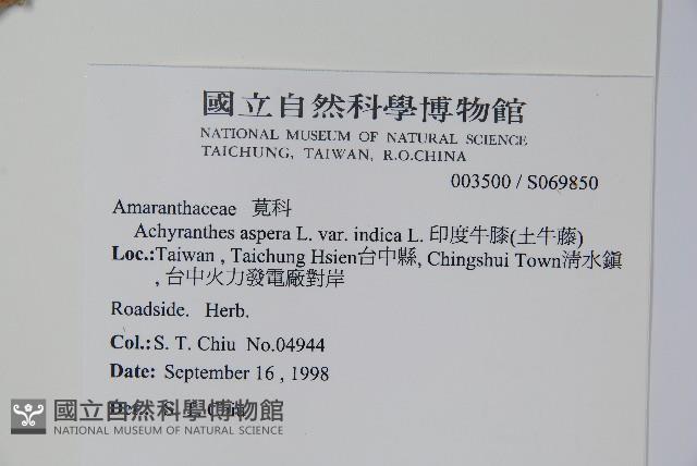 印度牛膝、土牛藤藏品圖，第2張