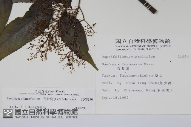 冇骨消藏品圖，第2張