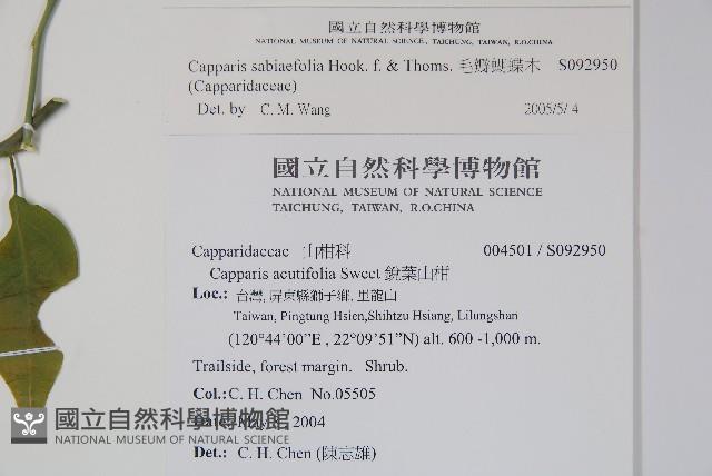 毛瓣蝴蝶木藏品圖，第2張