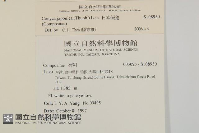 日本假蓬藏品圖，第2張