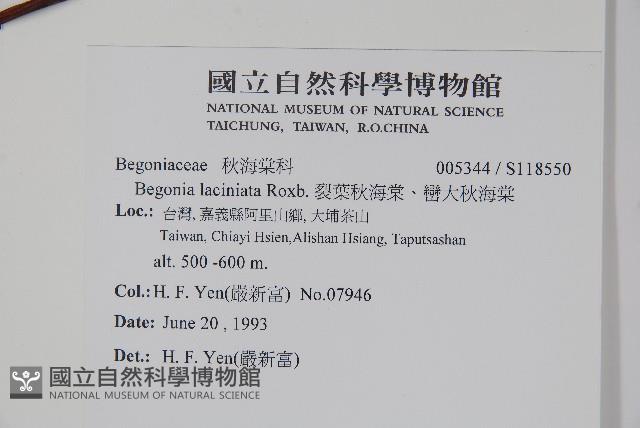 裂葉秋海棠、巒大秋海棠藏品圖，第2張