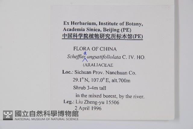 狹葉鵝掌柴藏品圖，第2張