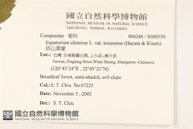 塔山澤蘭藏品圖，第2張