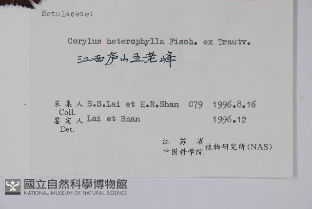 榛樹藏品圖，第2張