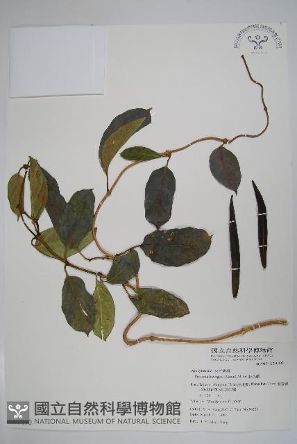 爬森藤藏品圖，第1張