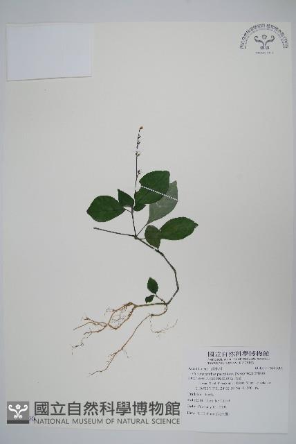 針刺草藏品圖，第1張