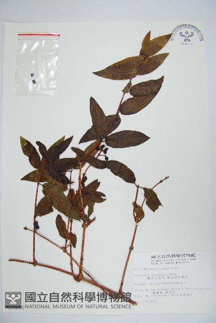 阿里山忍冬、漸尖葉忍冬藏品圖，第1張