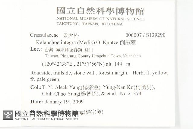 倒吊蓮藏品圖，第2張