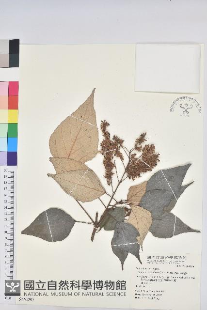 白匏子藏品圖，第1張