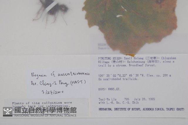 南台灣秋海棠藏品圖，第5張