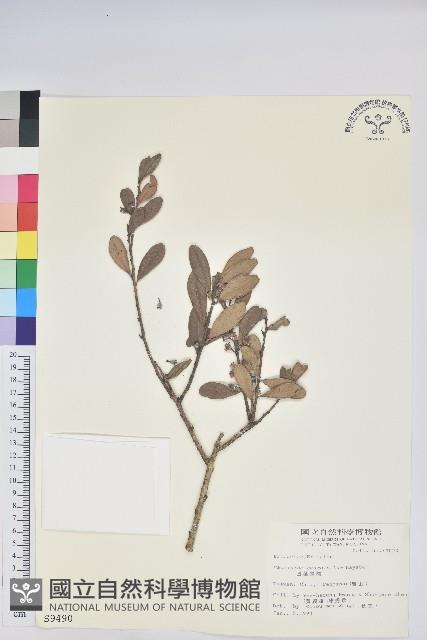 凹葉越橘藏品圖，第1張