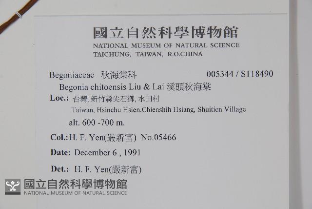 溪頭秋海棠藏品圖，第2張