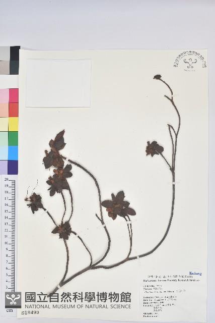 金毛杜鵑藏品圖，第1張