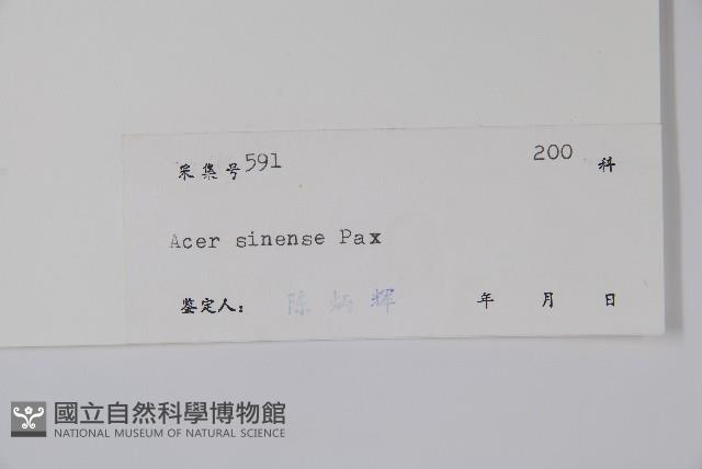 中華槭藏品圖，第2張