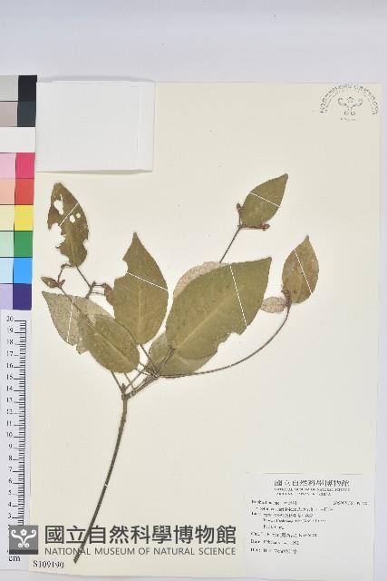 裡白巴豆藏品圖，第1張