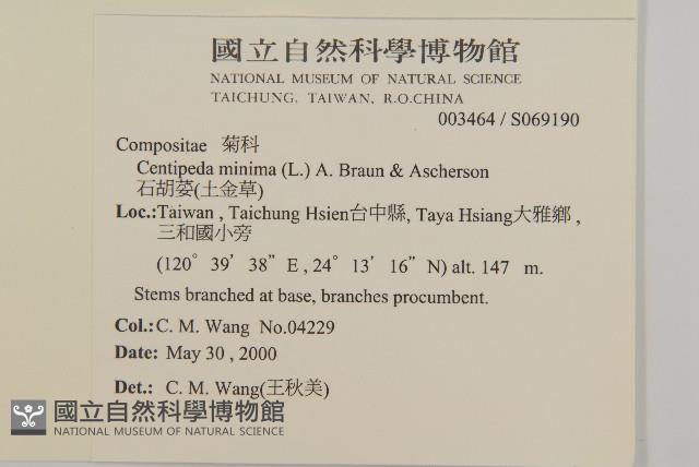 石胡荽、吐金草藏品圖，第2張