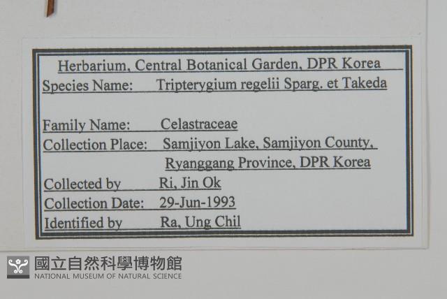 東北雷公藤藏品圖，第2張