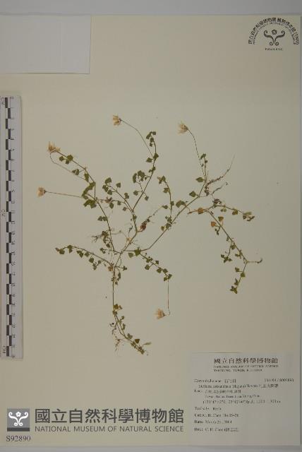 阿里山繁縷藏品圖，第1張