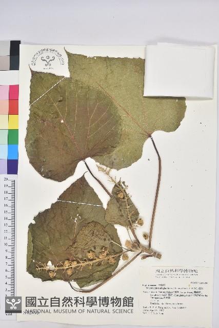 蟲屎藏品圖，第1張