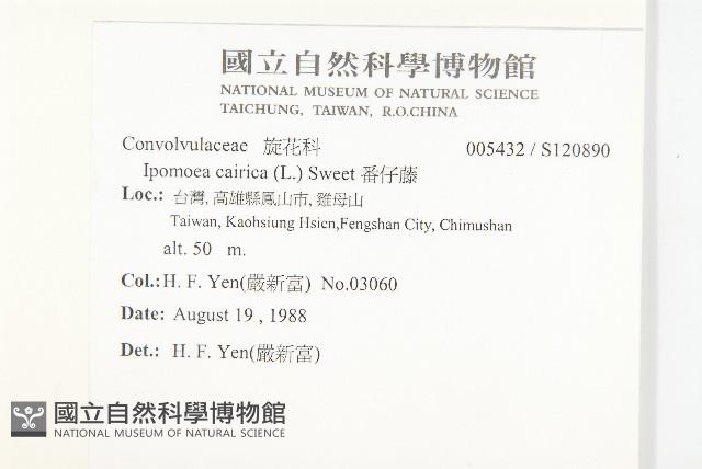 番仔藤藏品圖，第2張