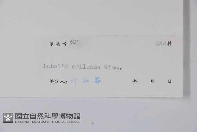 東南山梗菜藏品圖，第2張