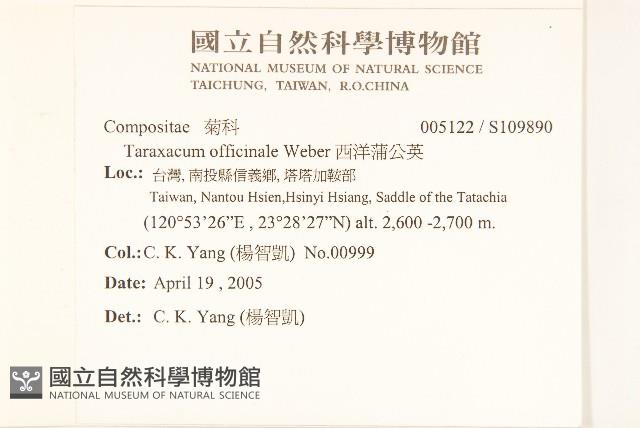 西洋蒲公英藏品圖，第2張