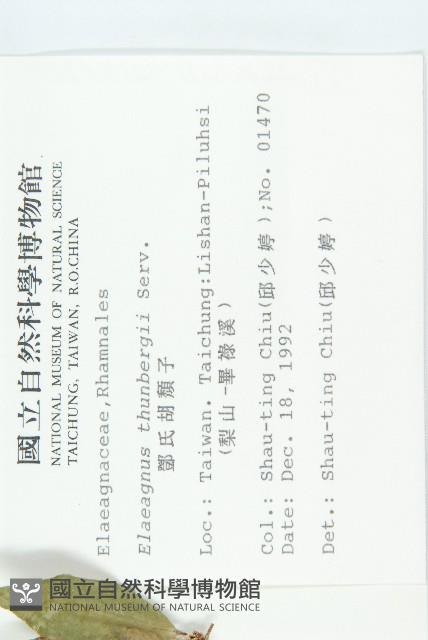 鄧氏胡頹子藏品圖，第2張