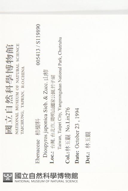 山柿, 山豆柿藏品圖，第2張