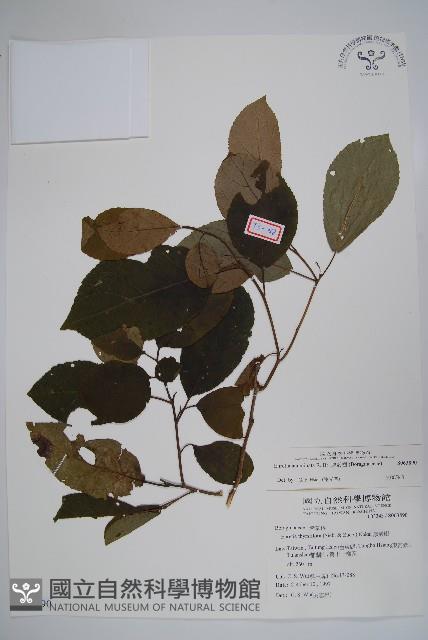 厚殼樹藏品圖，第1張