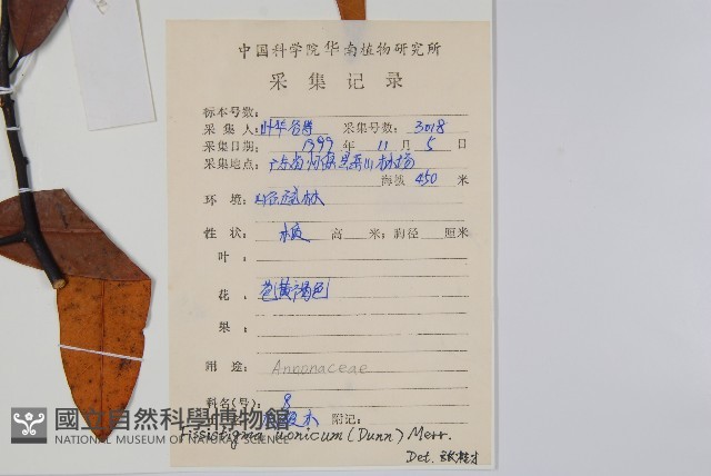 香港瓜馥木藏品圖，第2張