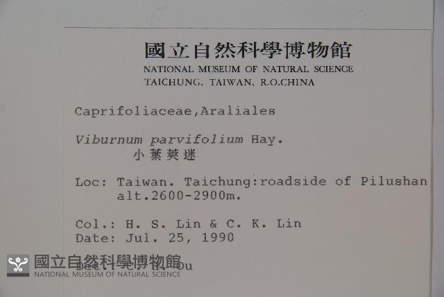 小葉莢迷藏品圖，第2張