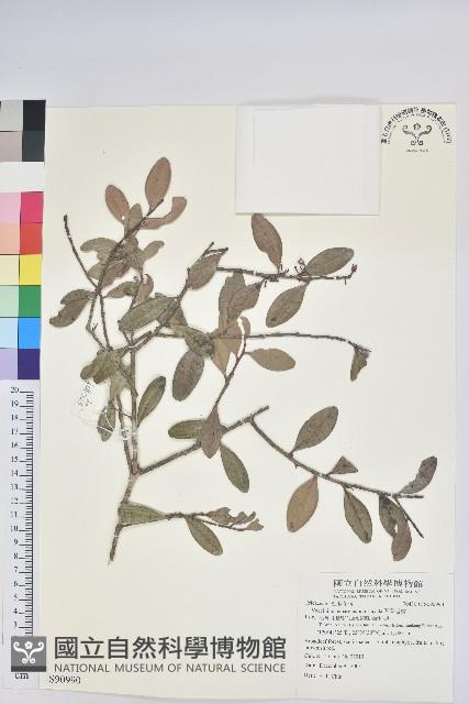 凹葉越橘藏品圖，第1張