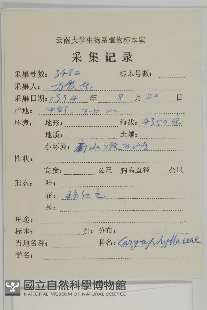 纖細繩子草藏品圖，第2張