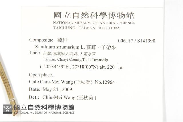 蒼耳、羊帶來藏品圖，第2張