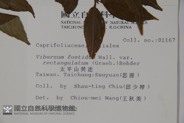 狹葉莢迷藏品圖，第2張