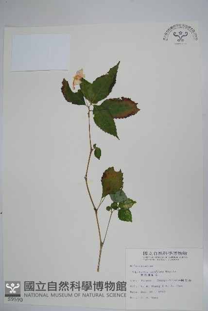 紫花鳳仙花藏品圖，第1張