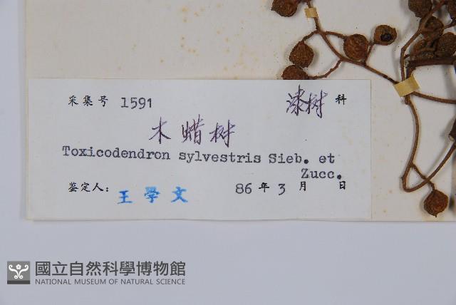 木蜡樹、野漆樹藏品圖，第2張