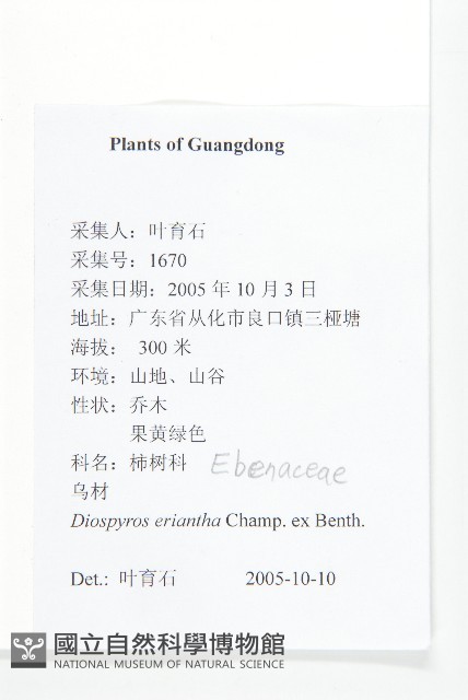 軟毛柿藏品圖，第2張