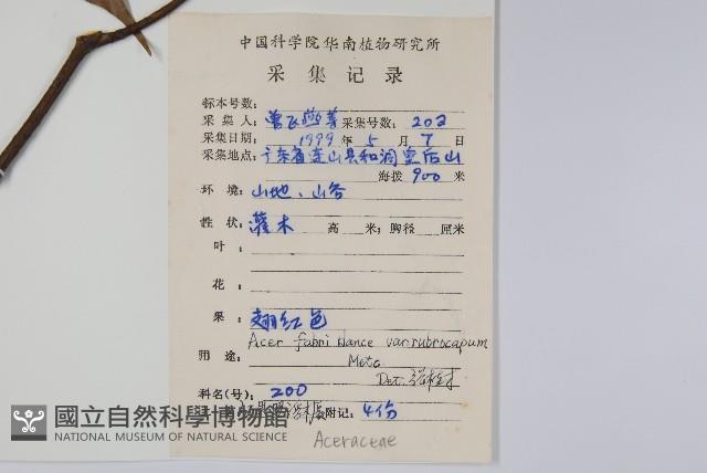 紅果羅浮槭藏品圖，第2張