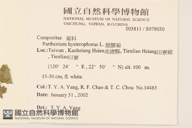 銀膠菊藏品圖，第2張