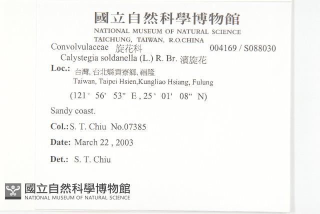 濱旋花藏品圖，第2張