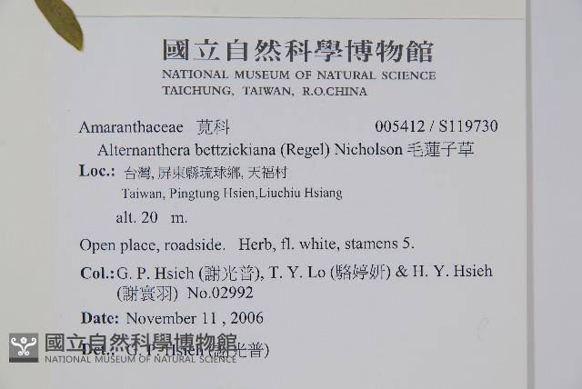 毛蓮子草藏品圖，第2張