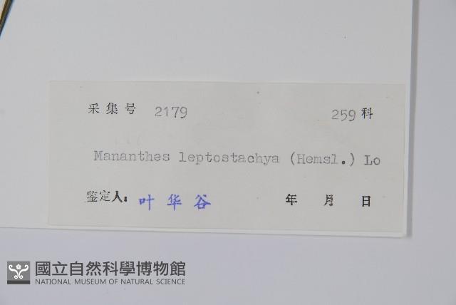 細穗序野靛果藏品圖，第2張