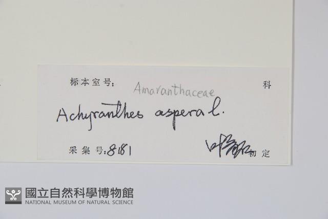 土牛膝藏品圖，第2張