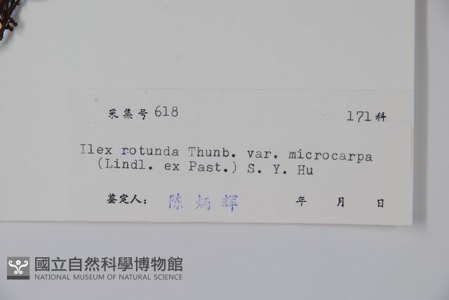 細果鐵冬青藏品圖，第2張