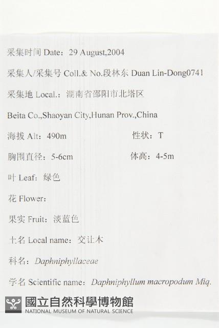 交讓木、臺灣虎皮楠、膜葉虎皮楠藏品圖，第2張