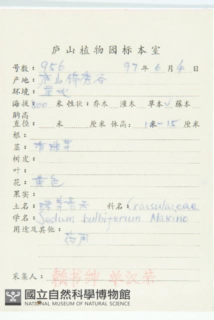 珠芽佛甲草藏品圖，第2張