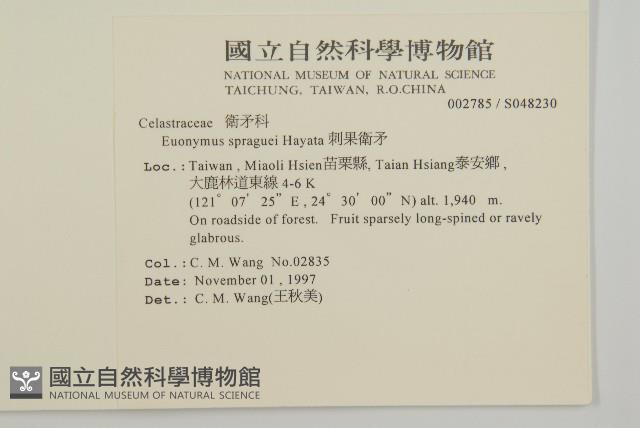 刺果衛矛藏品圖，第2張